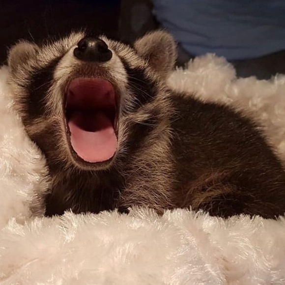 Meet your Posher, Danielle - Picture 1 of 1